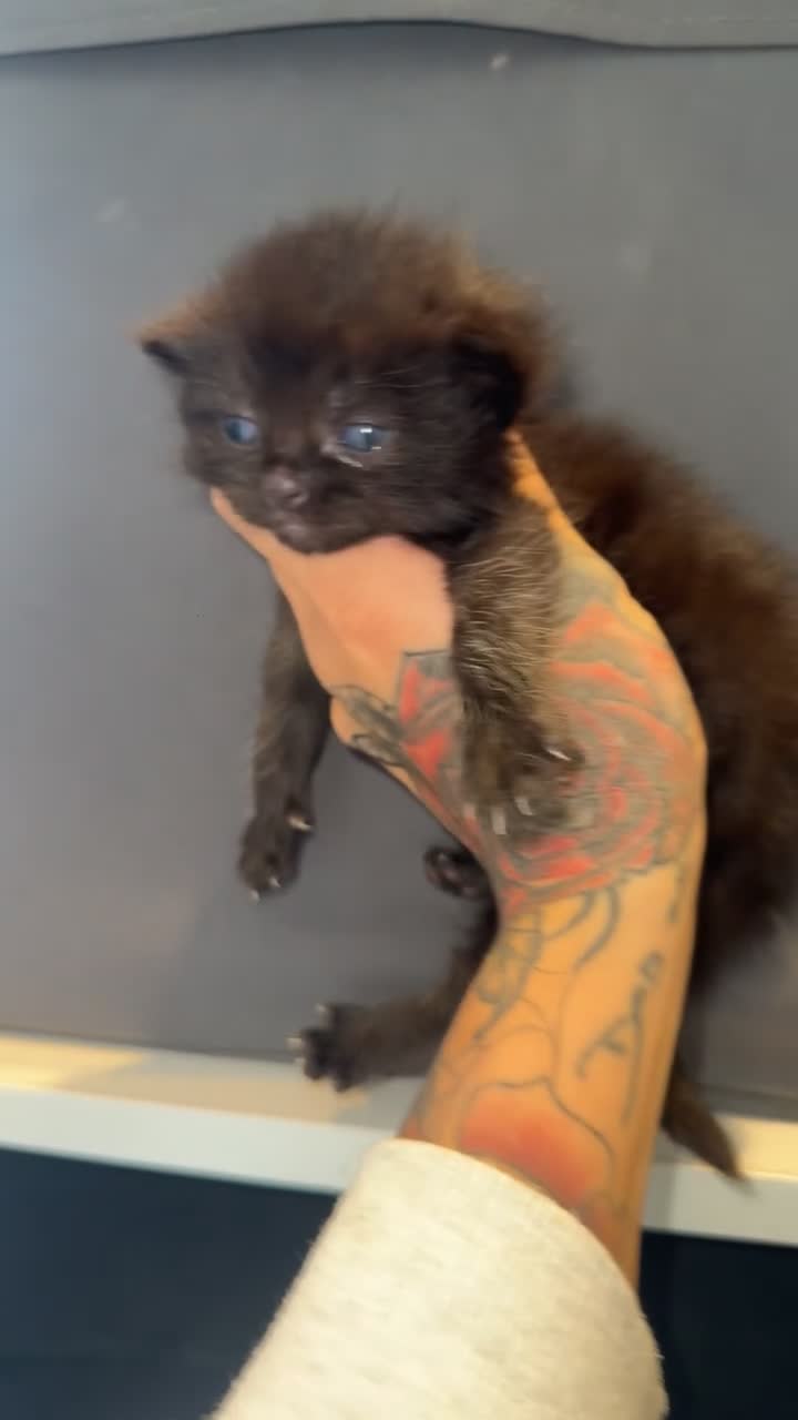 Ragdoll cats for sale: 4 brown fluffy ragdoll cross kittens  - Video 2