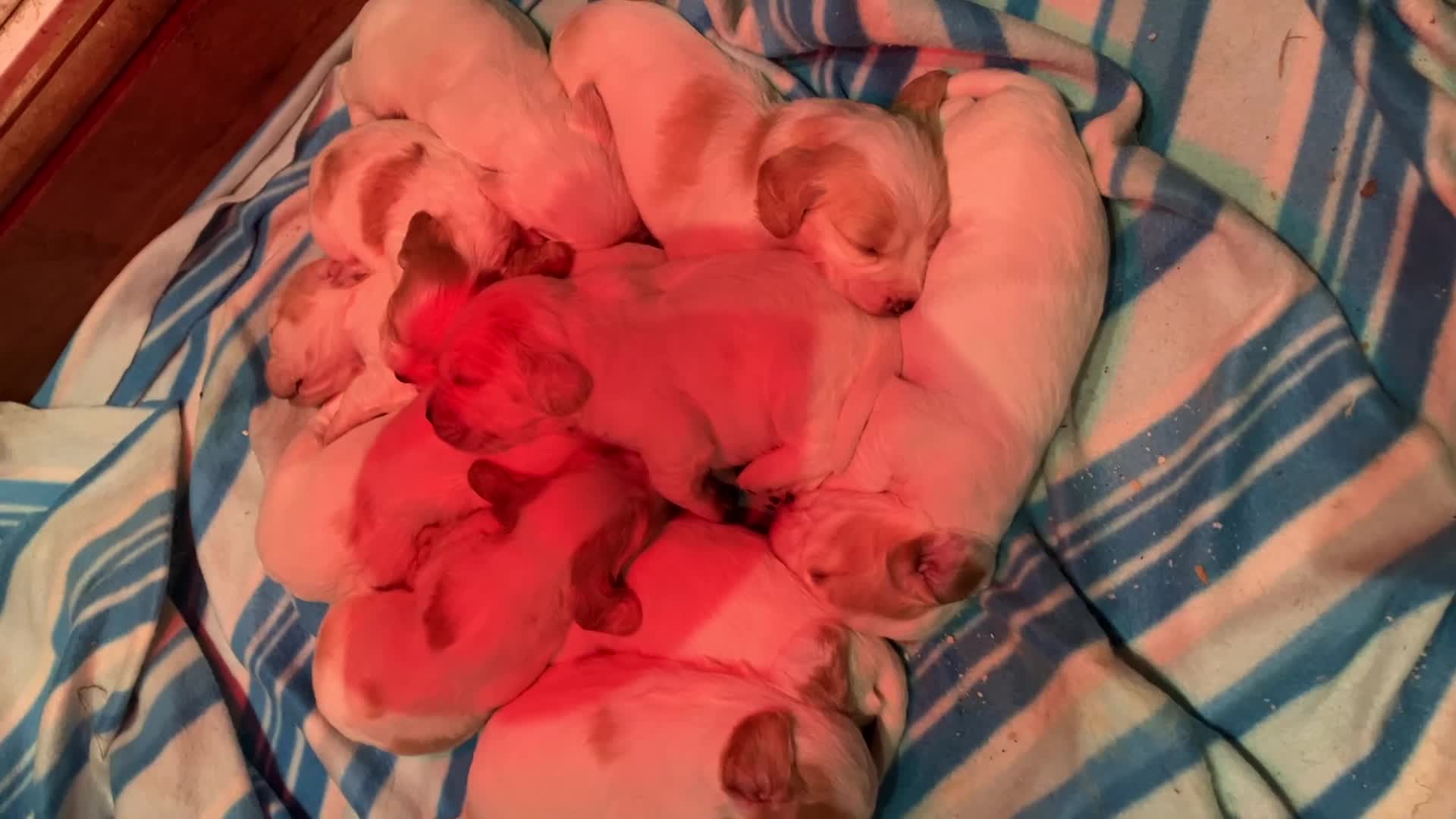 Cocker Spaniel dogs for sale: Cocker spaniel puppies (show type) - Video 1