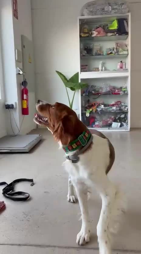 Brittany Spaniel dogs for adoption: Elvis, Brittany Cross, aged 1 in Bedford - Video 1
