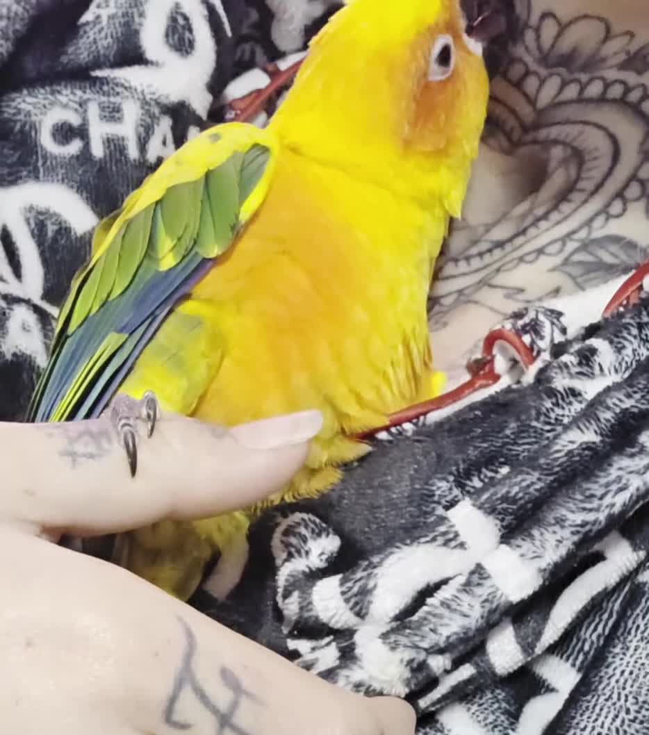 Conures birds for sale: SUPER TAME female sun conure beautiful  - Video 1