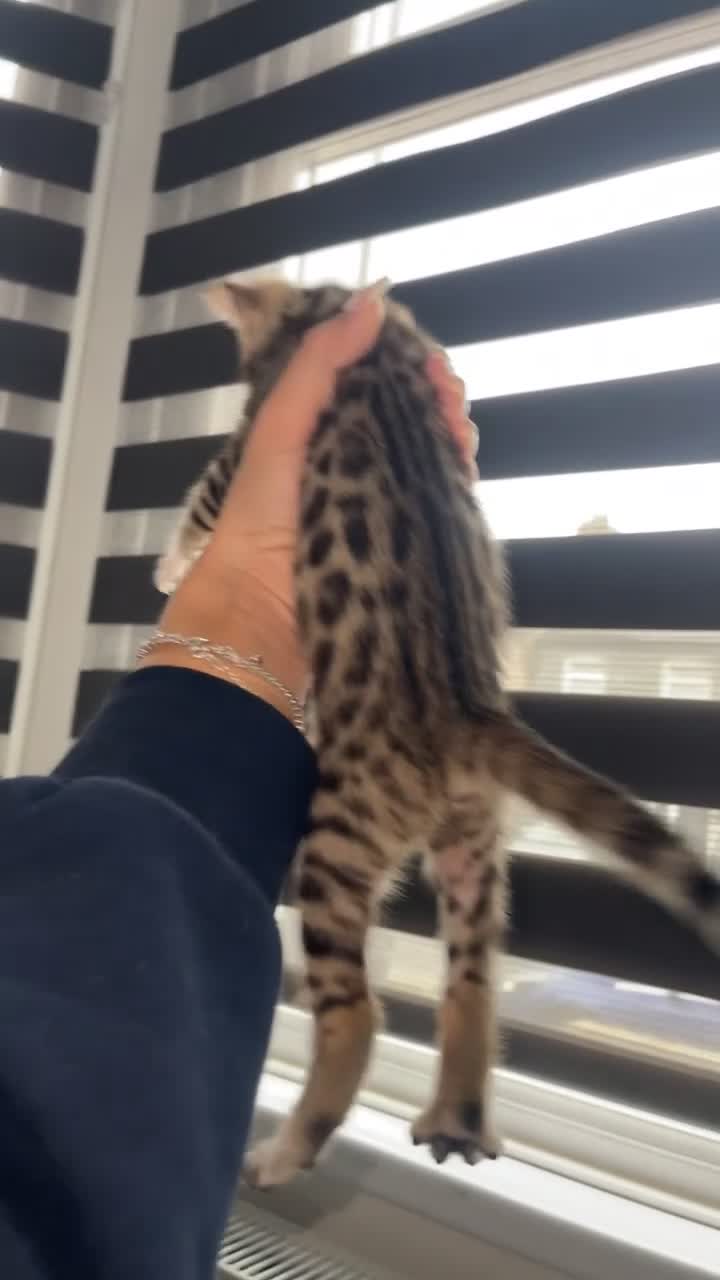 Mixed Breed cats for sale: Half bengal kittens - Video 3