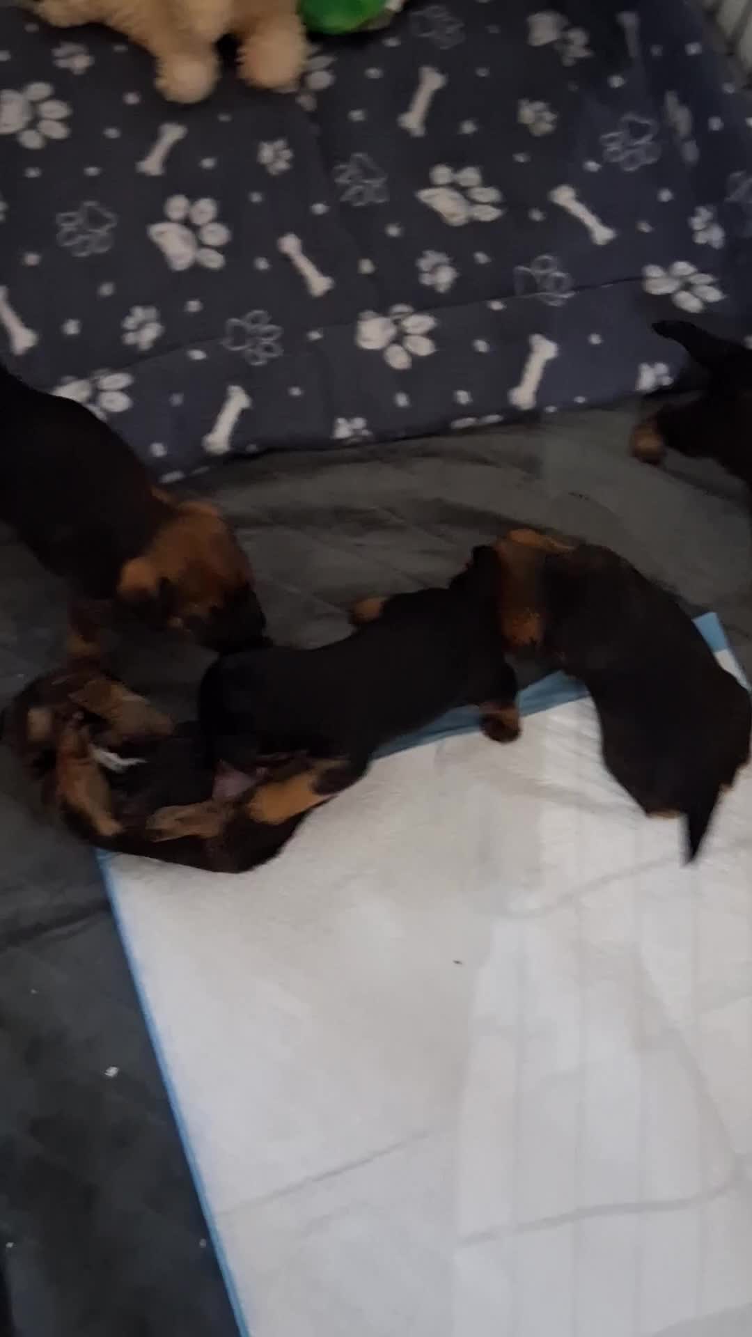 Border Terrier dogs for sale: Border terrier pups - Video 1