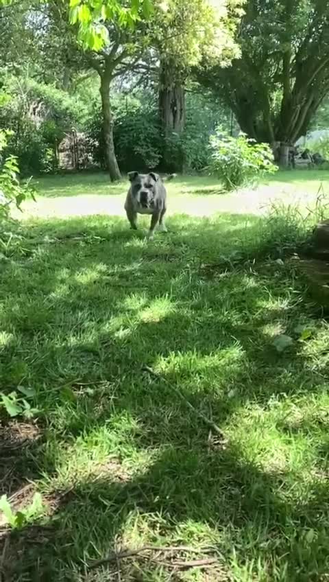 Staffordshire Bull Terrier dogs for adoption: Pumba  - Video 1