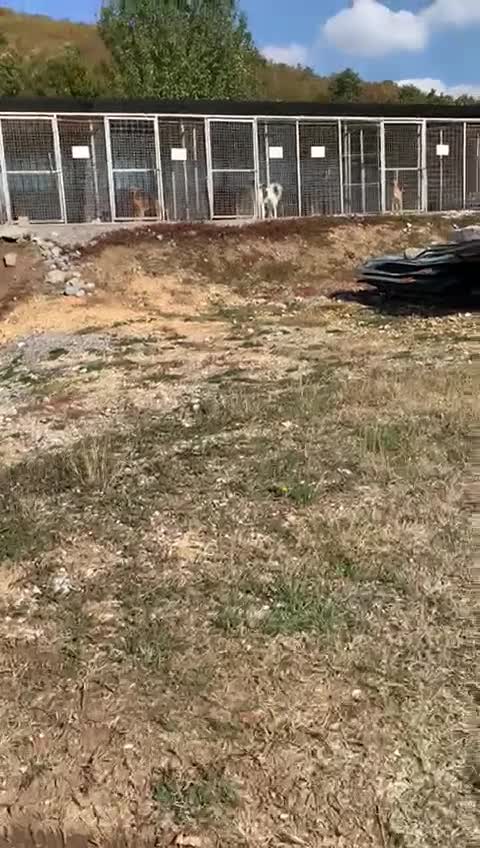 Mixed Breed dogs for adoption: Wilf, 2 yrs approx. Reserved STC. - Video 3