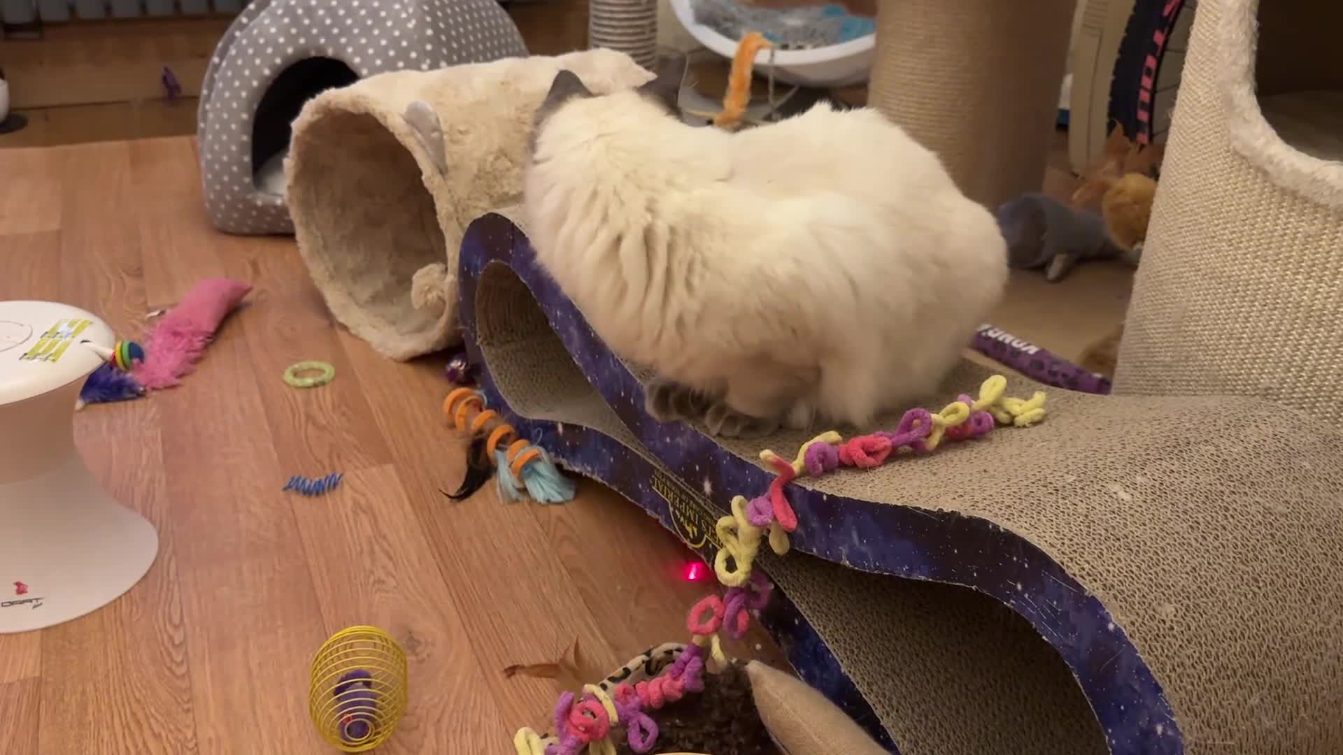 Ragdoll cats for sale: GCCF REGISTERED Ragdoll Kitten Blue Colourpoint - Video 2