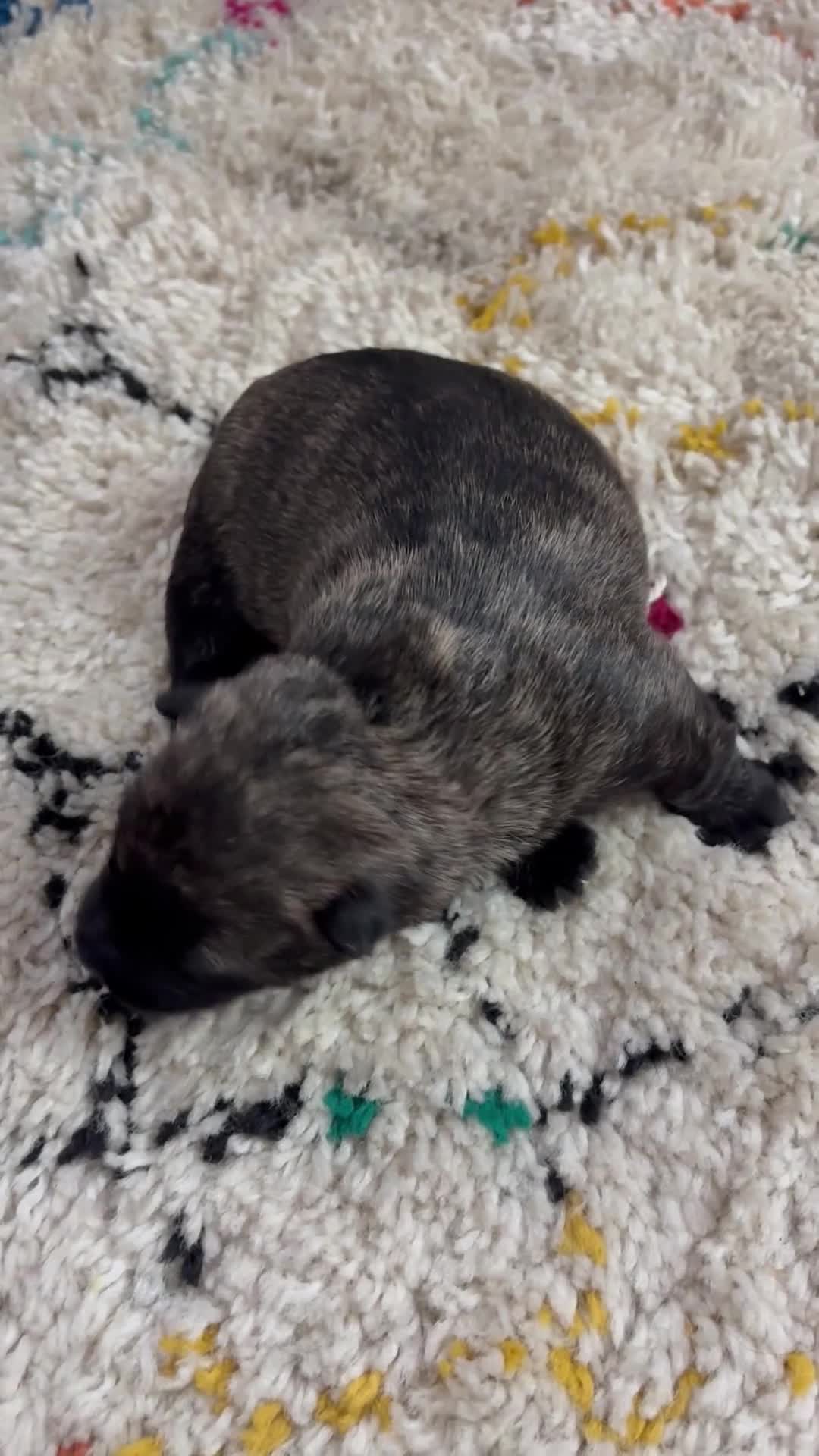 Scottish Terrier dogs for sale: Scottish terrier puppies 3 Brindle girls  - Video 2