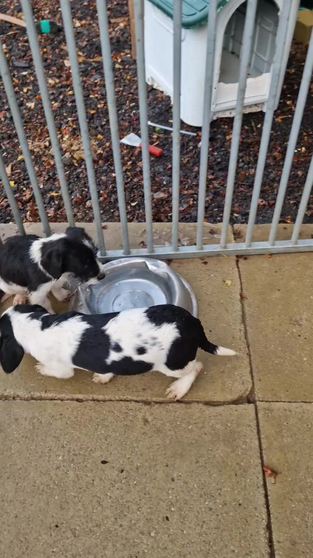 Mixed Breed dogs for sale: Jackapoo  - Video 1