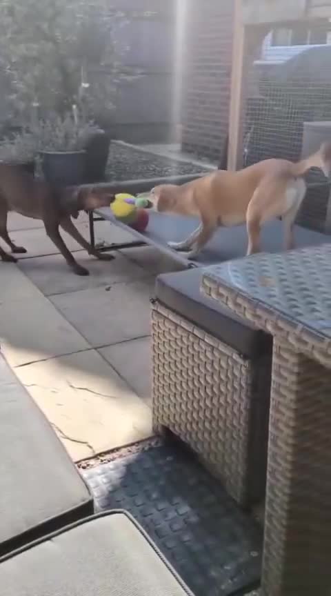 Mixed Breed dogs for adoption: 🐾 Meet James — Jamie to his friends ❤️ - Video 1