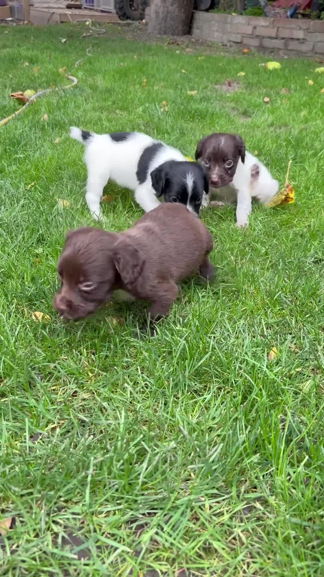 Sprocker dogs for sale: Beautiful Sprocker pups - Video 1
