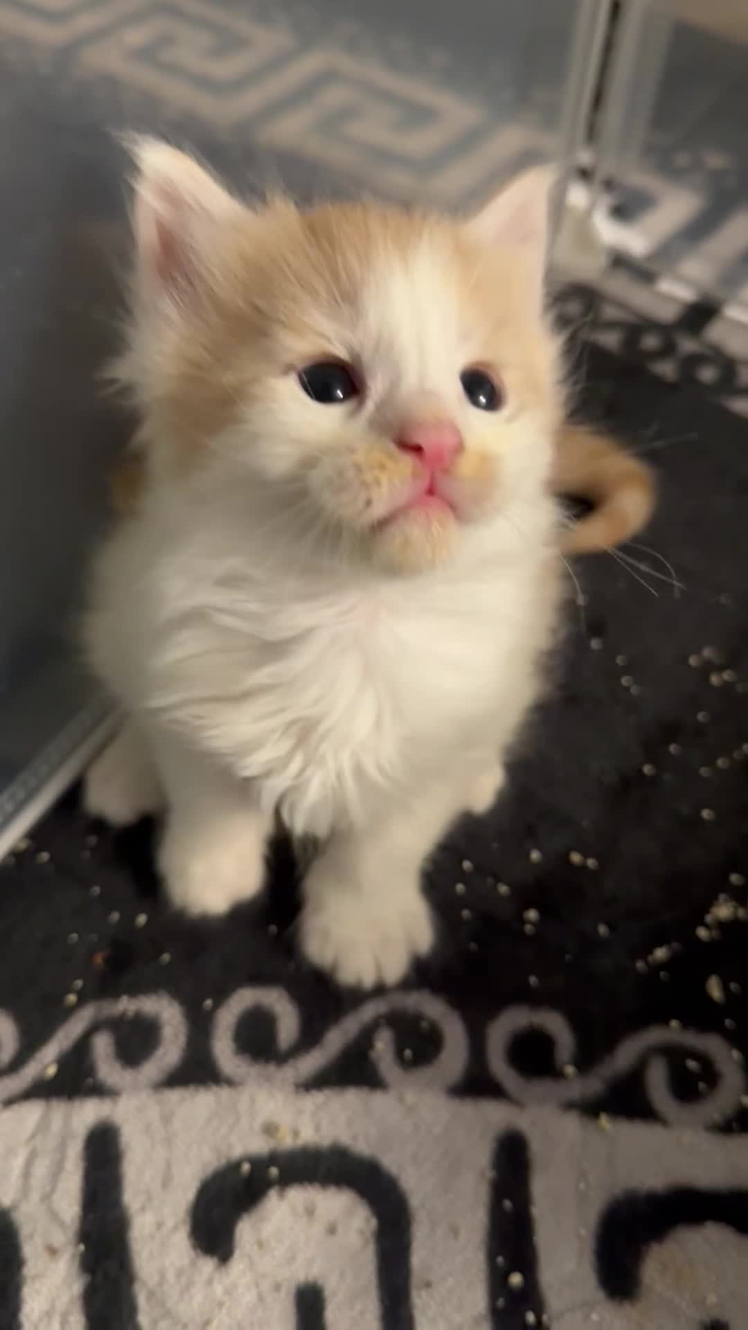 Maine Coon cats for sale: Rare red and white bicolor lMaincoon ready now  - Video 1