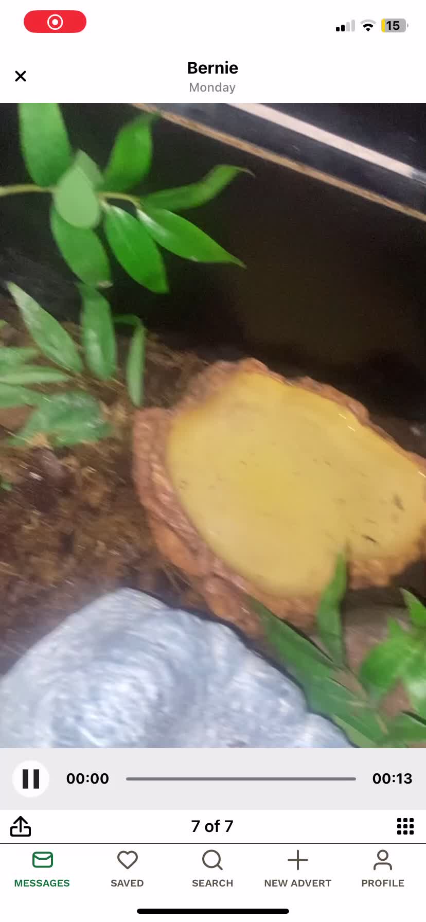 Leopard Gecko reptiles for sale: reptile vivarium and equipment for sale - Video 1