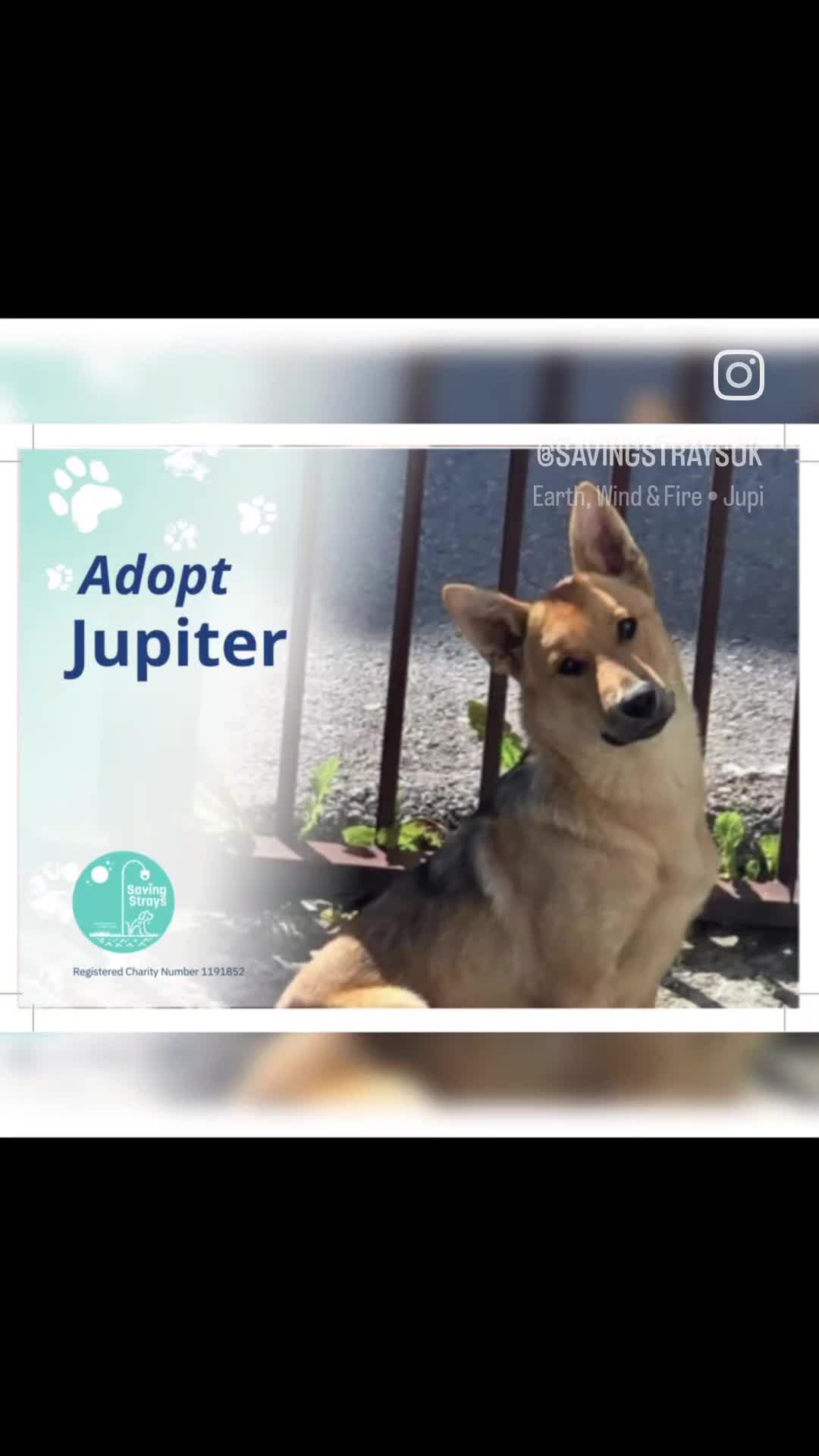 Mixed Breed dogs for adoption: Jupiter - Video 3