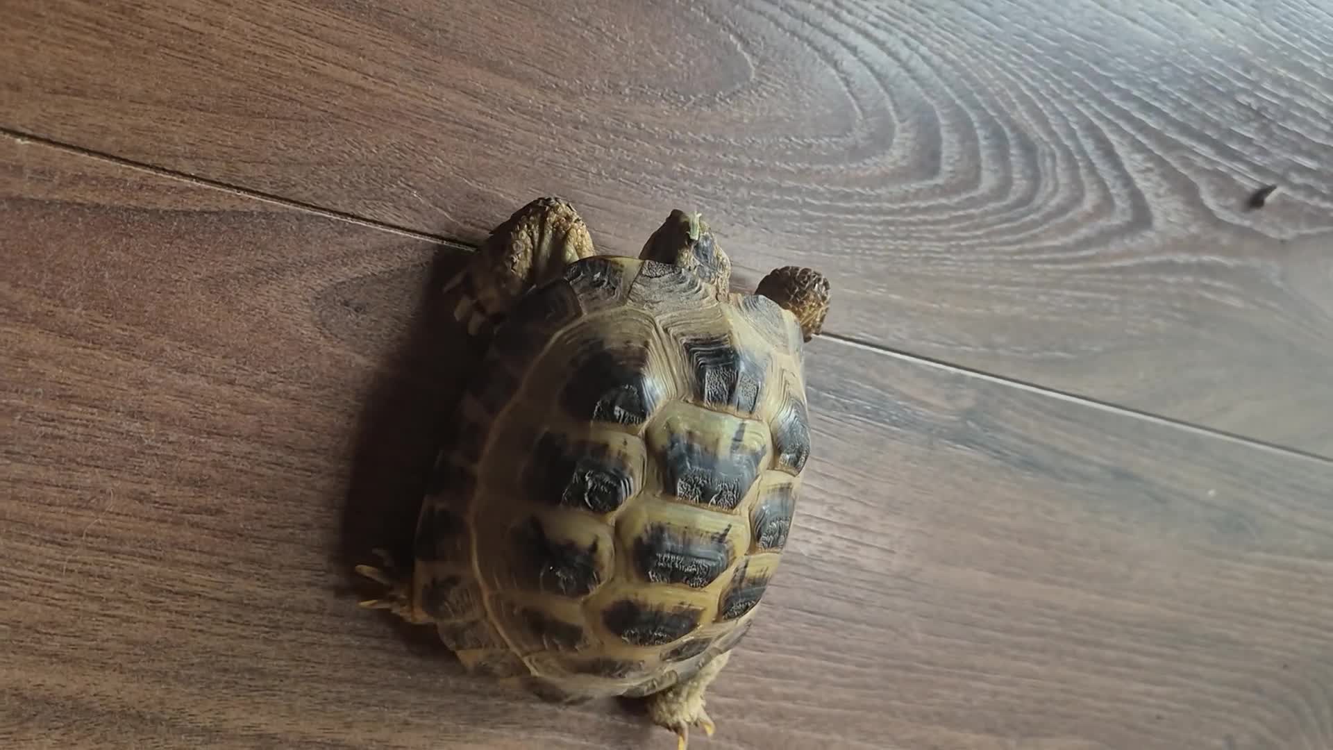Tortoise reptiles for sale: 3yr old horsefield Tortoise (PENDING COLLECTION)  - Video 1