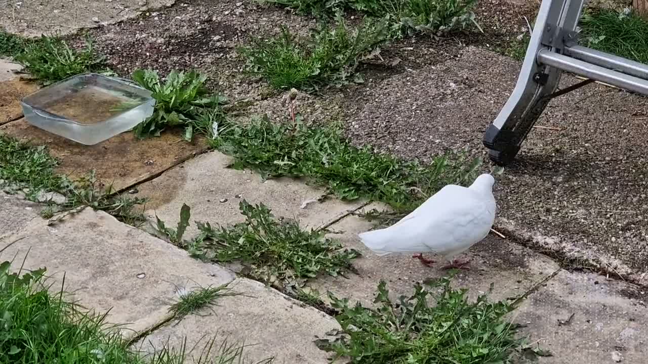 Pigeons birds for sale: White Tumbler baby pigeon for sale - Video 1