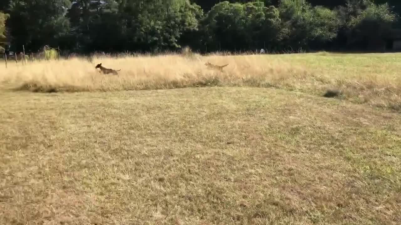 Mixed Breed dogs for adoption: Charlie is looking for a perfect home  in Hayling Island - Video 1