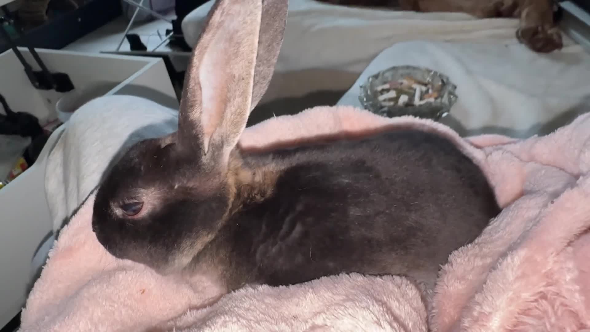 Rex rabbits for sale: 2 bonded females  - Video 1