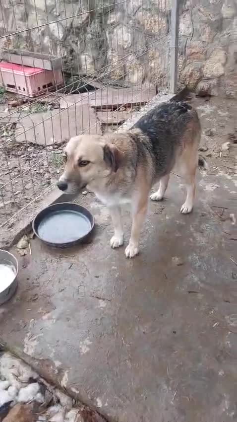 Mixed Breed dogs for adoption: CHLOE - a Lovely mix breed Girl, for a Loving Home - Video 1