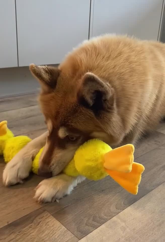 Siberian Husky dogs for stud: Red Siberian Husky Stud 🐻🧬 - Video 1