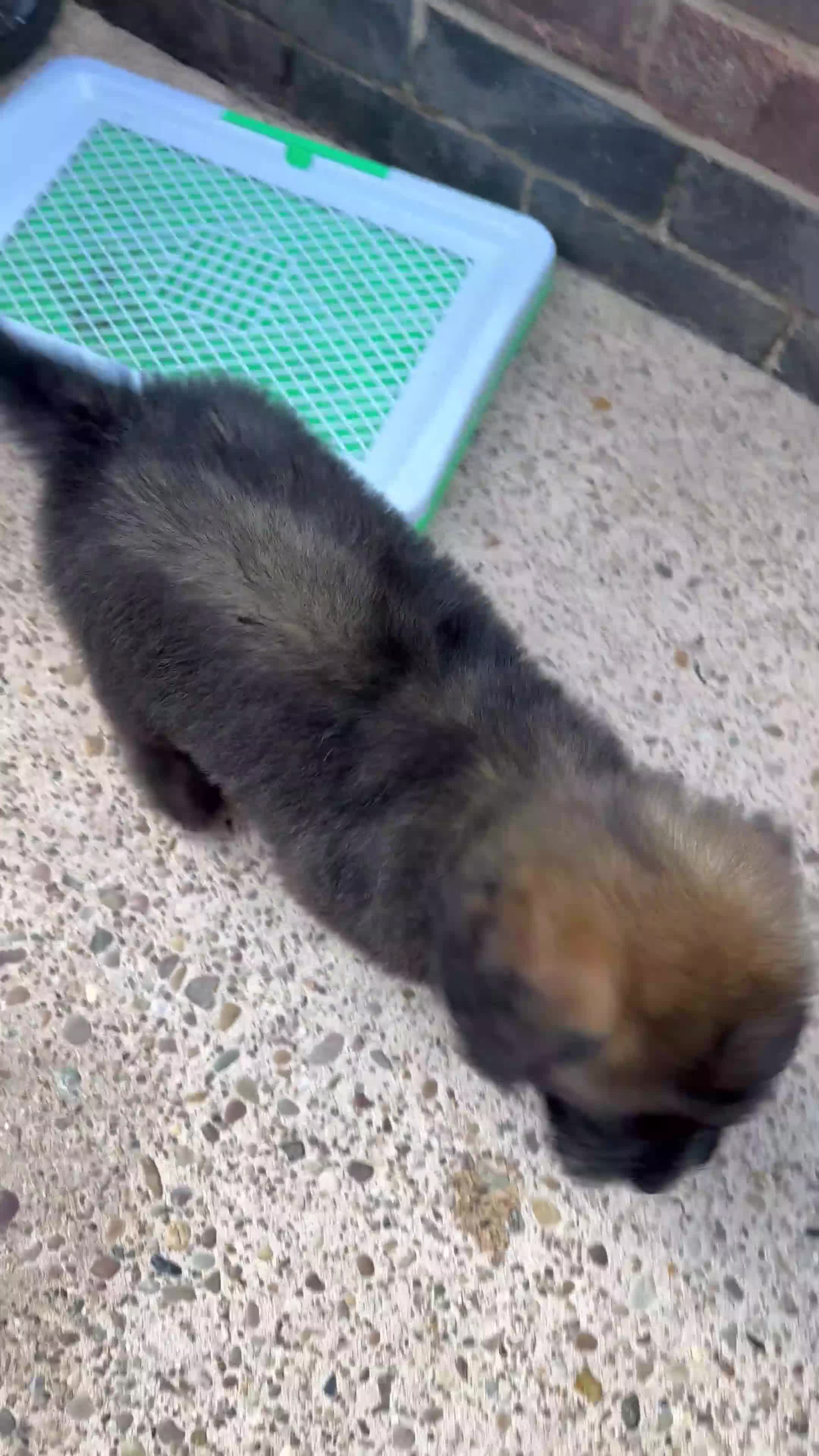 Saint Bernard dogs for sale: *Reduced* F1 St Berdoodle  - Video 1