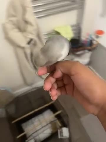 Lovebirds birds for sale: BABY LOVEBIRD FOR SALE - Video 1