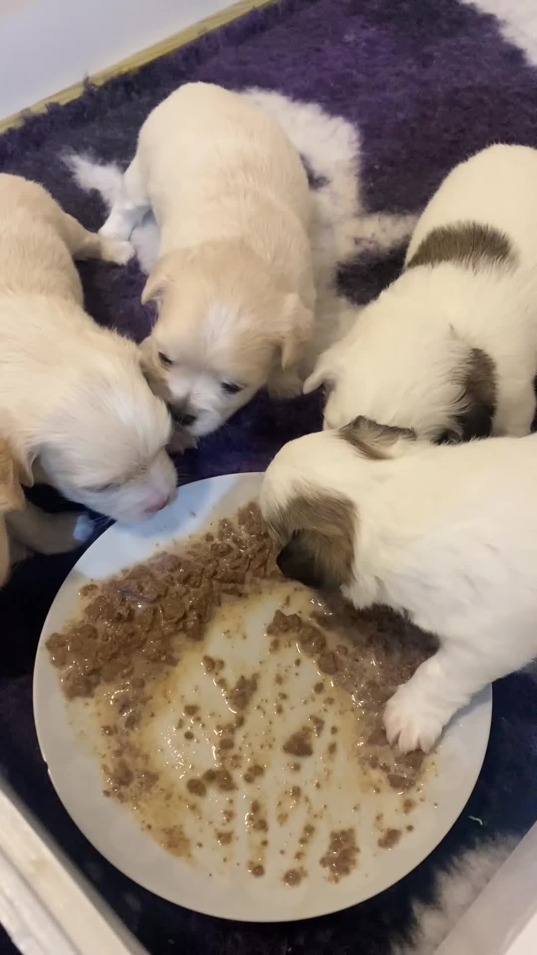Mixed Breed dogs for sale: Stunning 3/4 Chihuahua puppies  - Video 2
