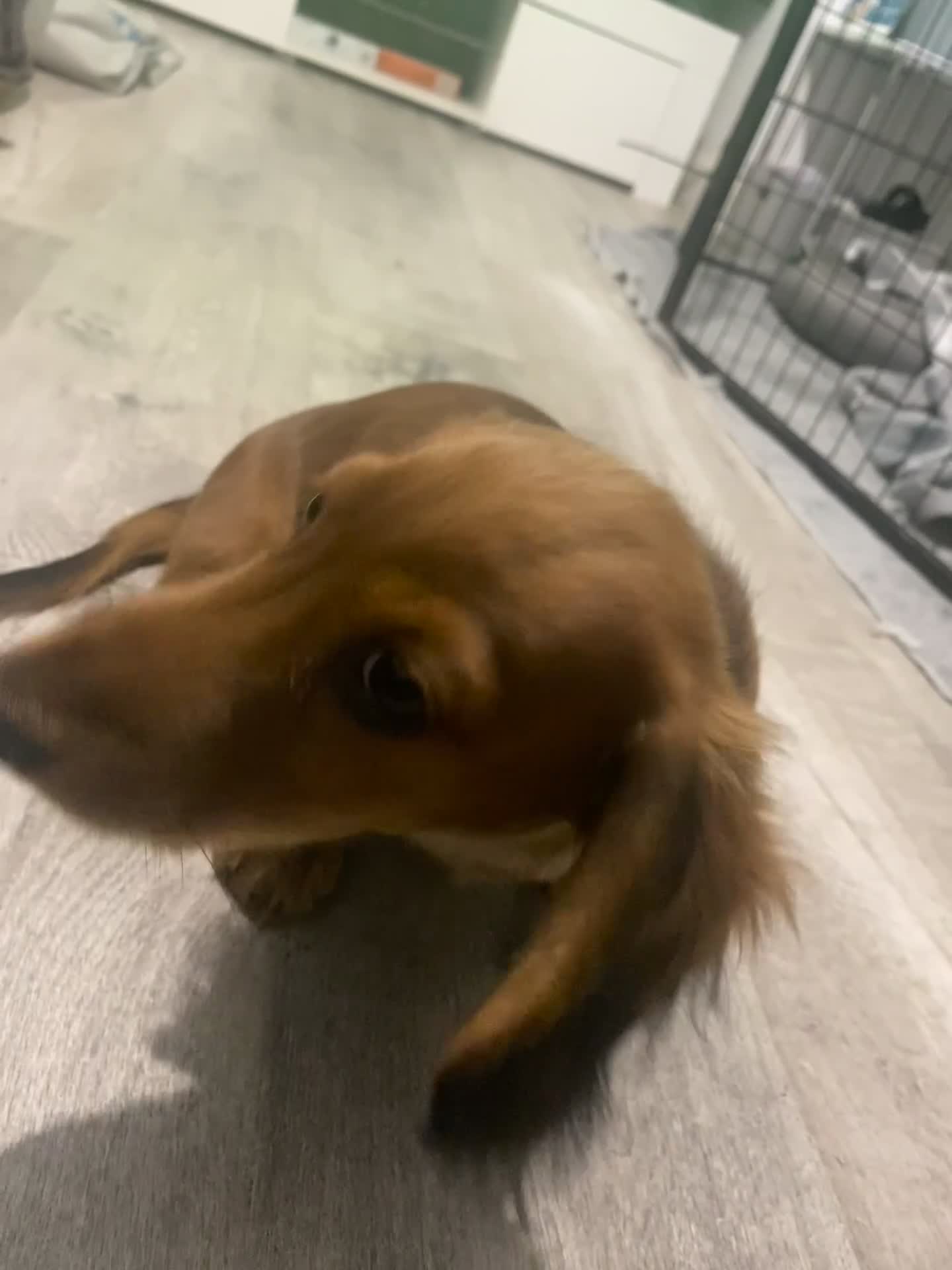 Miniature Dachshund dogs for sale: 2 Miniature Dachshund - longhaired - Video 2