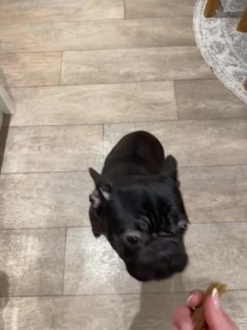 French Bulldog dogs for sale: Black Frenchie for sale  - Video 1