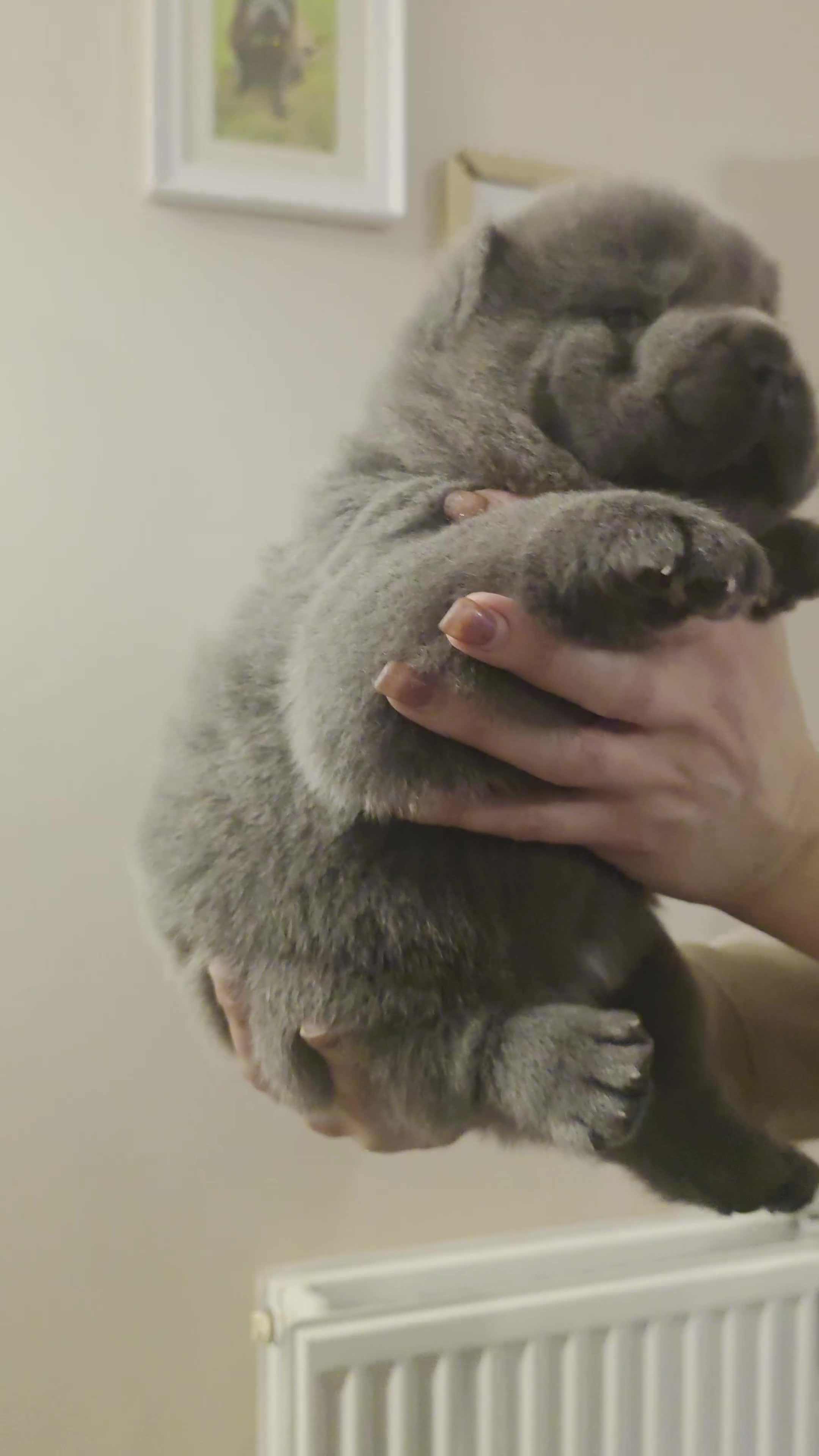 Chow Chow dogs for sale: Blue Smooth and Rough KC boys - Video 1