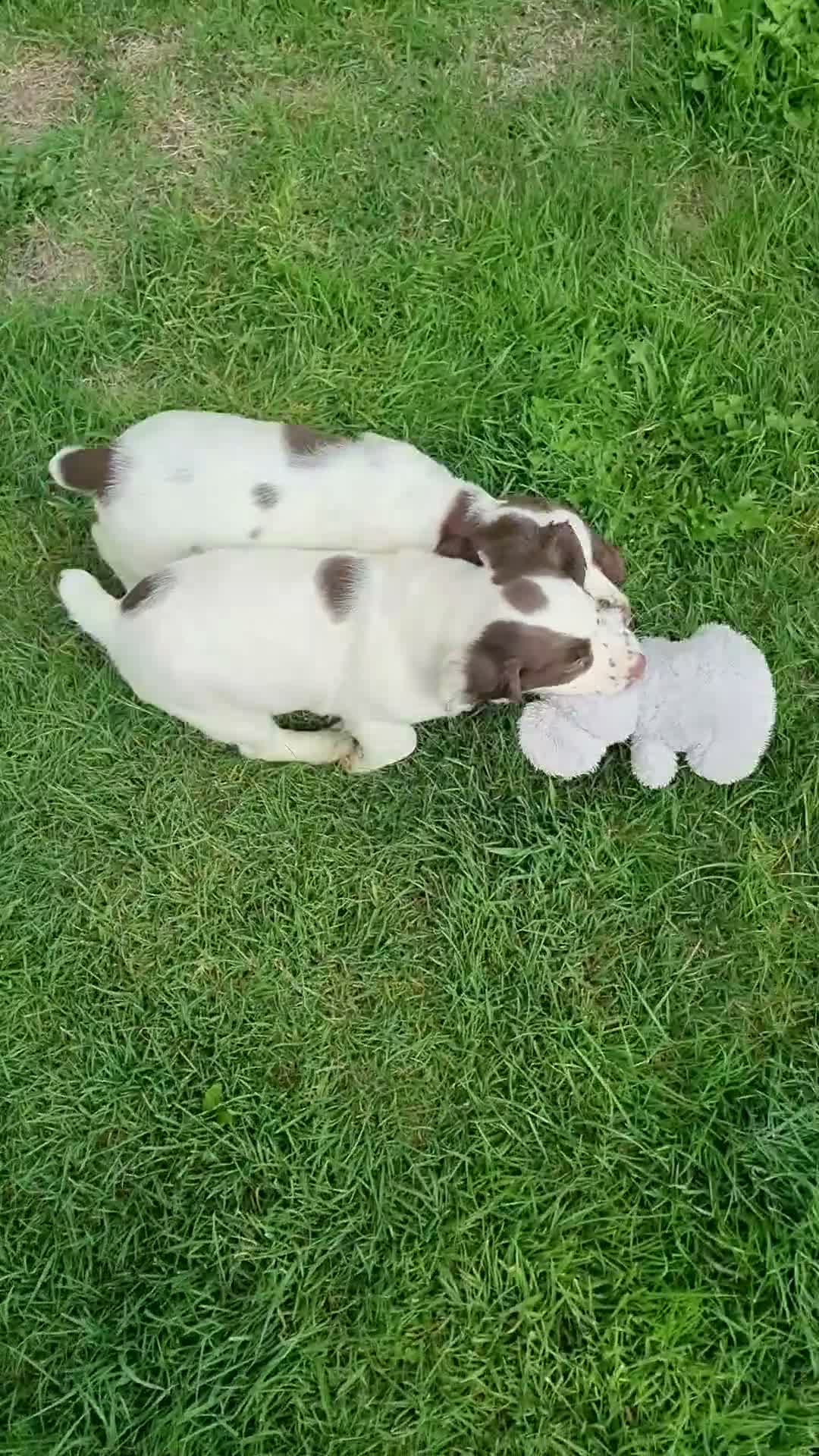 English Springer Spaniel dogs for sale:  Springer spaniels looking for their forever homes - Video 1