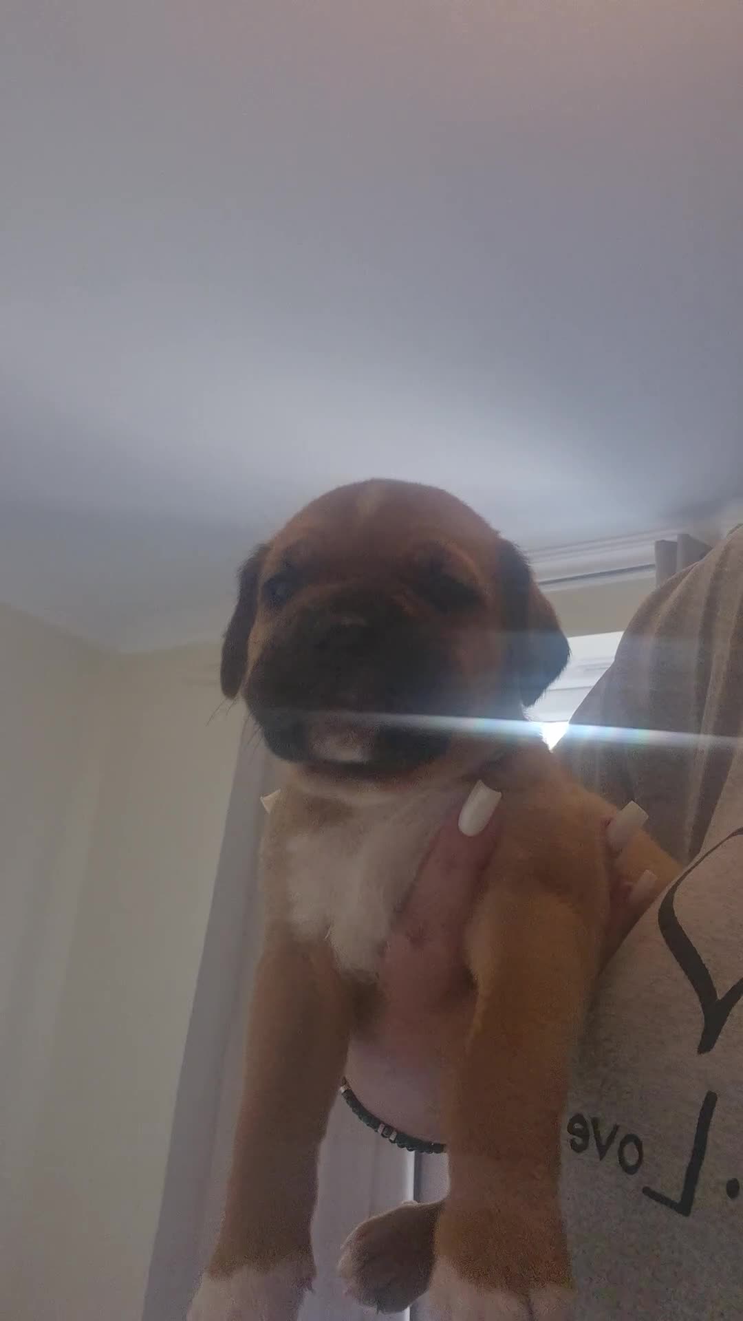 Mixed Breed dogs for sale: Mastiff mixed breed - Video 1