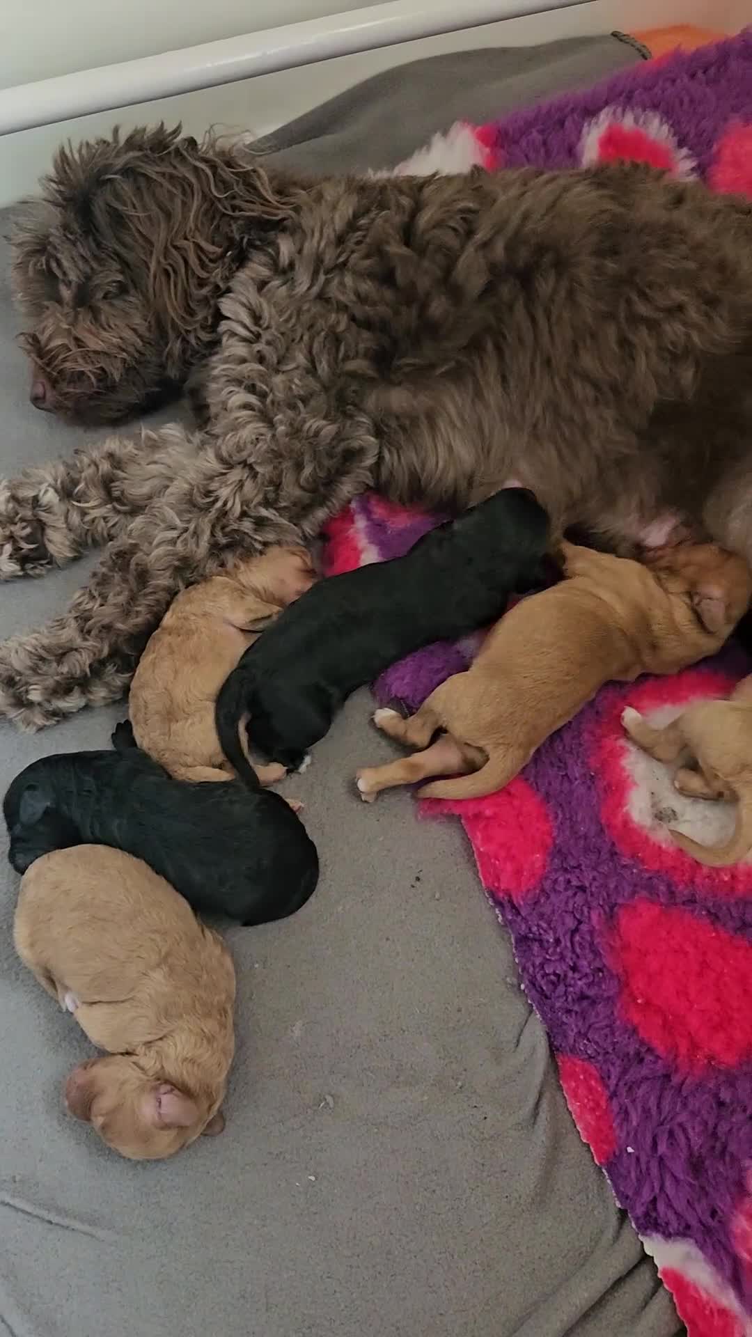 Cockapoo dogs for sale: F2 Cockapoo puppies  - Video 1
