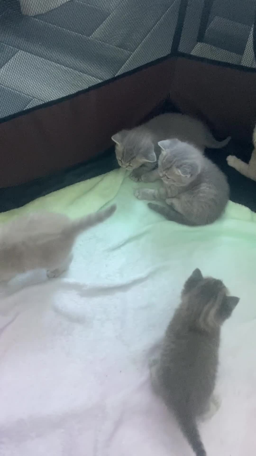Brazilian Shorthair cats for sale: Beautiful british shorthair kittens blue lilac   - Video 2