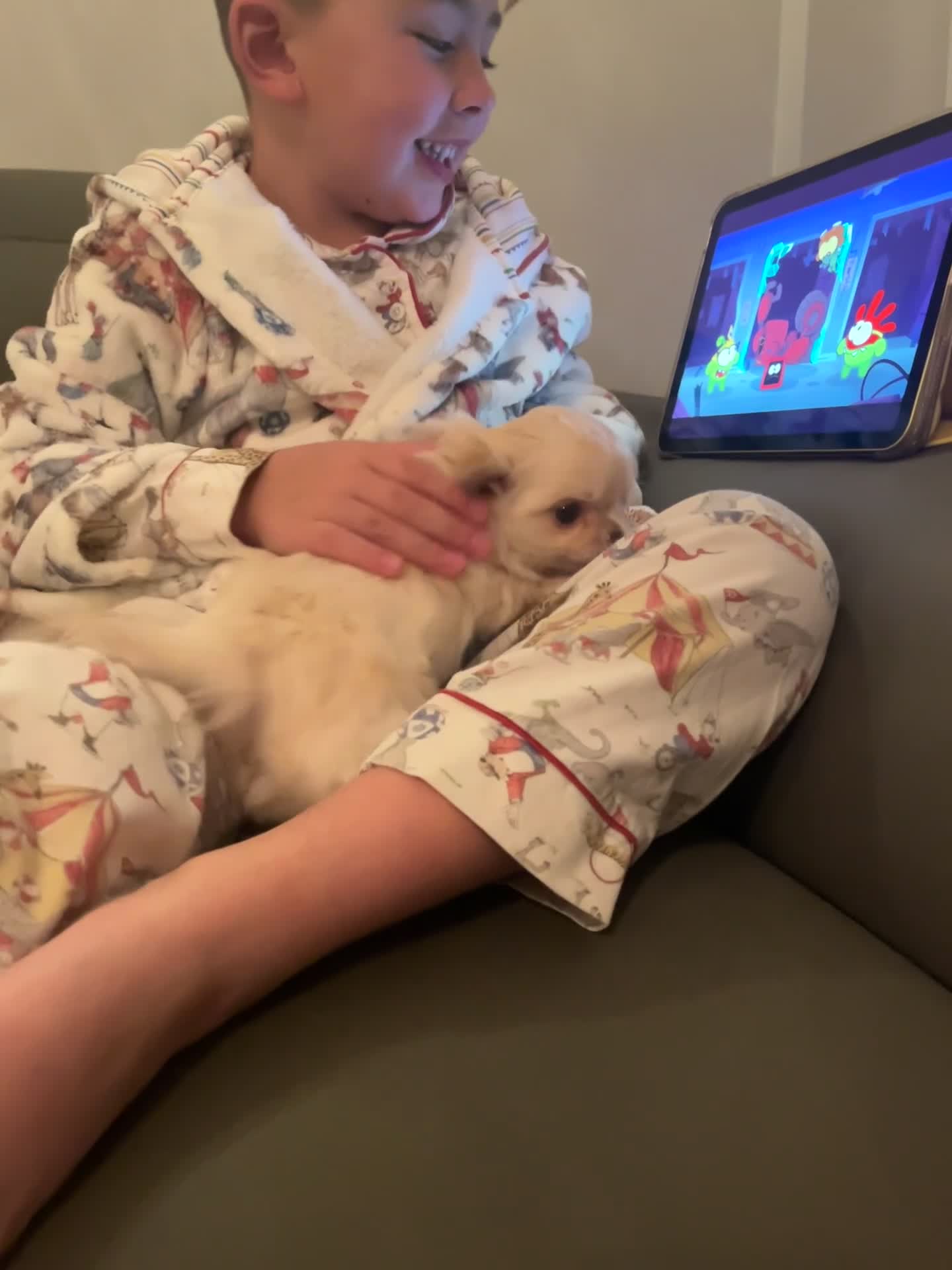 Chihuahua dogs for sale: Long coat cream chihuahua make champ lines Kc reg - Video 1