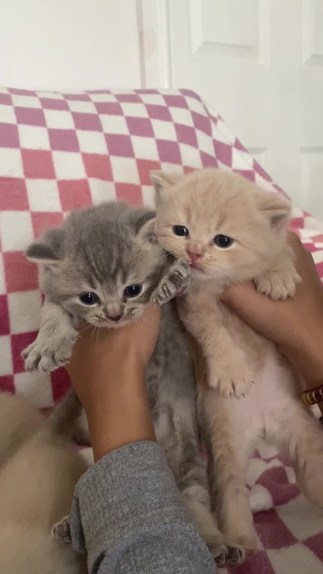 British Shorthair cats for sale: Gorgeous British shorthair kittens - Video 3
