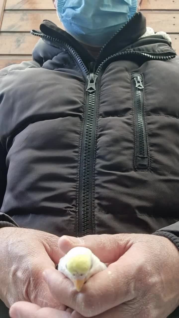 Budgerigars birds for sale: Super silly hand tamed budgies for sale  - Video 2