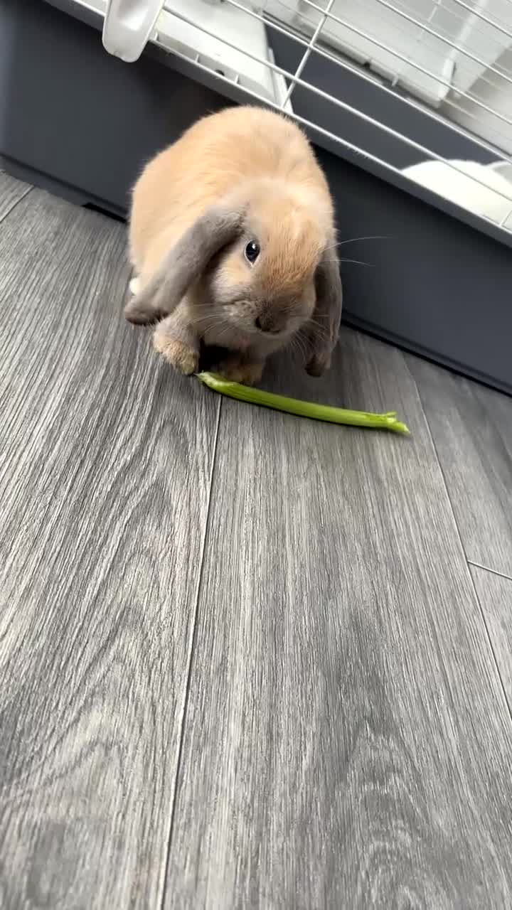 Mini Lop rabbits for sale: White Mini Lop / Dwarf Lop - Video 2