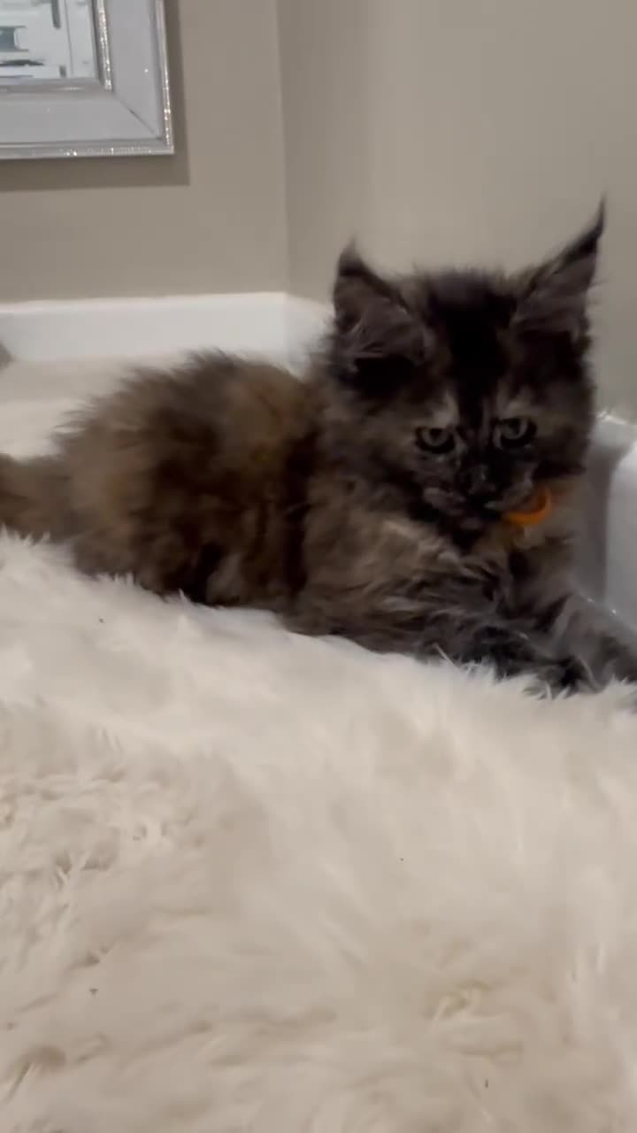 Maine Coon cats for sale: Maine coon kittens 3 left ready to go on the 18th  - Video 3