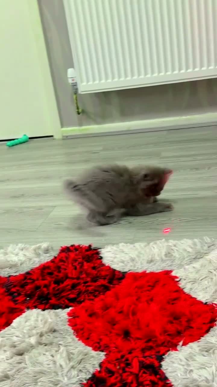 Ragdoll cats for sale: Ragdol British shorthair  in Preston - Video 3