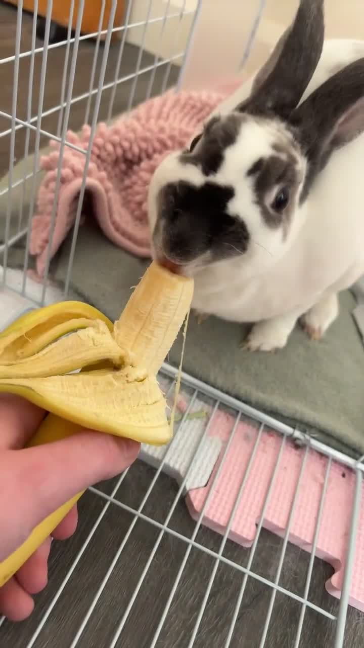 English Spot rabbits for sale: Female rabbit for sale  - Video 3