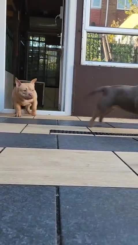 American Bully dogs for sale: American Bully Pocket Extreme Male  - Video 4