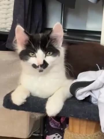 Domestic Shorthair cats for sale: Ziggy, zeke and zane, rescued kittens🥰 - Video 4