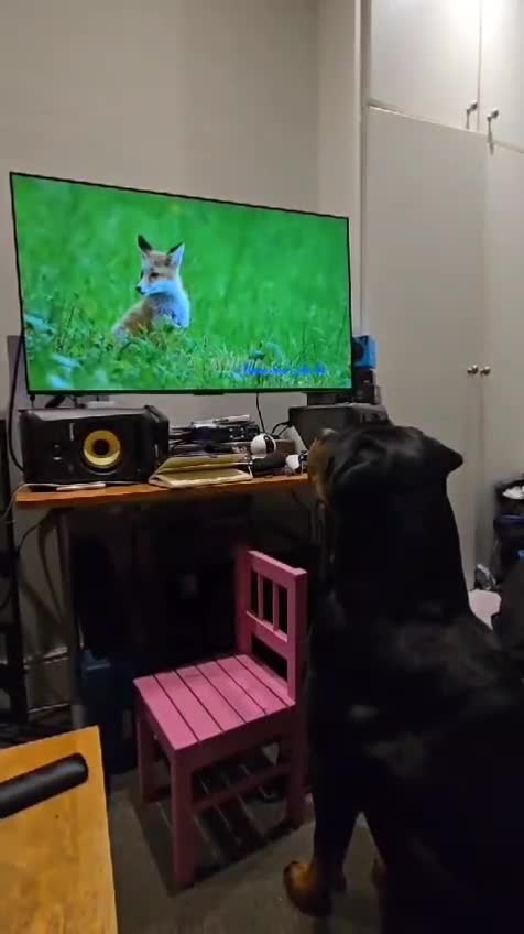 Rottweiler dogs for stud: Champion Bloodline Rottweiler Stud - Video 2