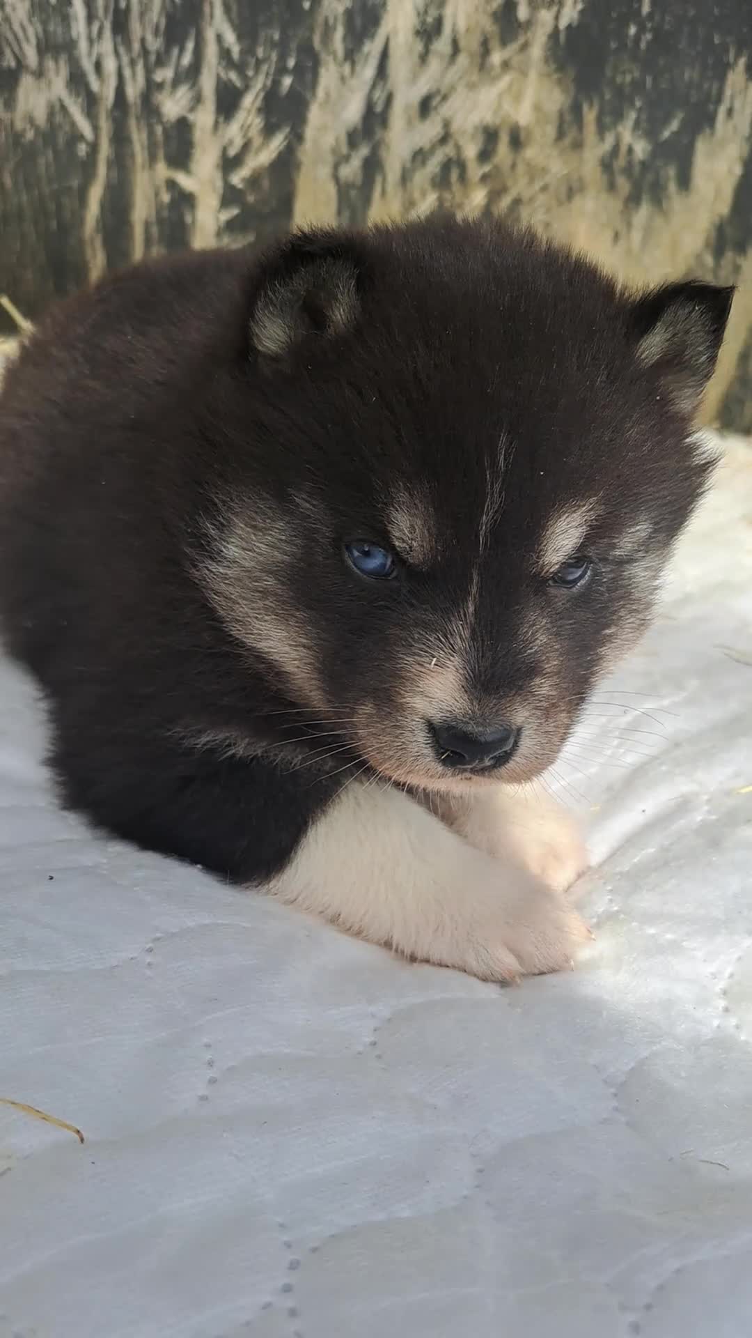 Siberian Husky dogs for sale: Unique Siberian Husky puppies - Video 2