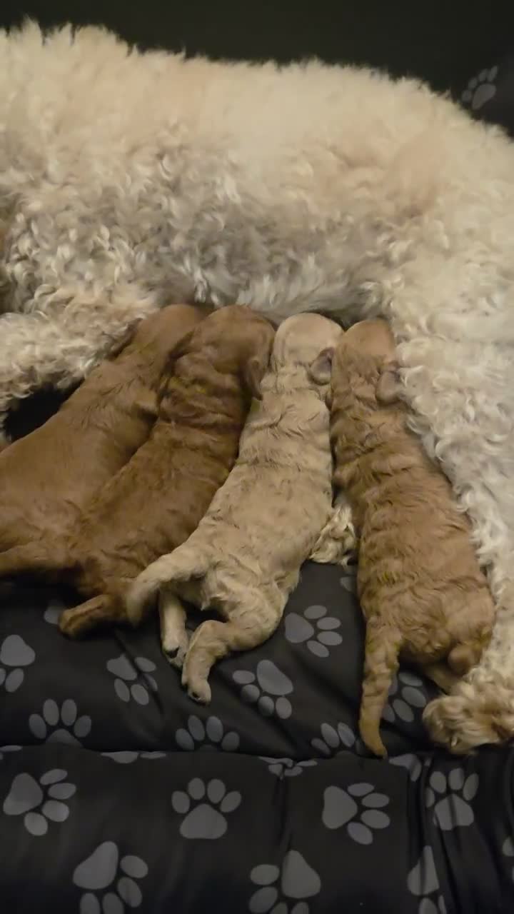 Cavapoochon dogs for sale: Beautiful F1B Toy Cavapoochon Puppies - Video 5
