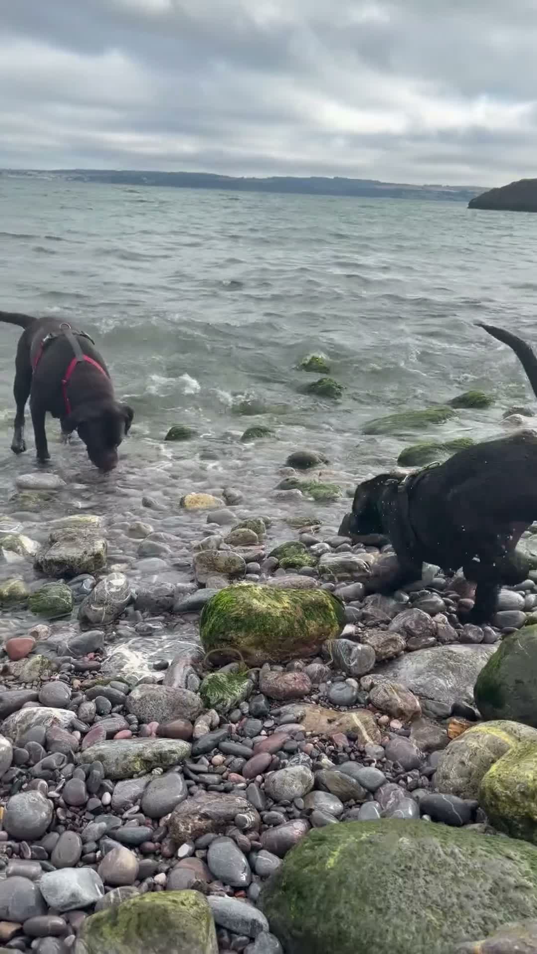 Labrador Retriever dogs for sale: Teddy 🖤 Gorgeous Black Labrador Boy – Ready Now - Video 2