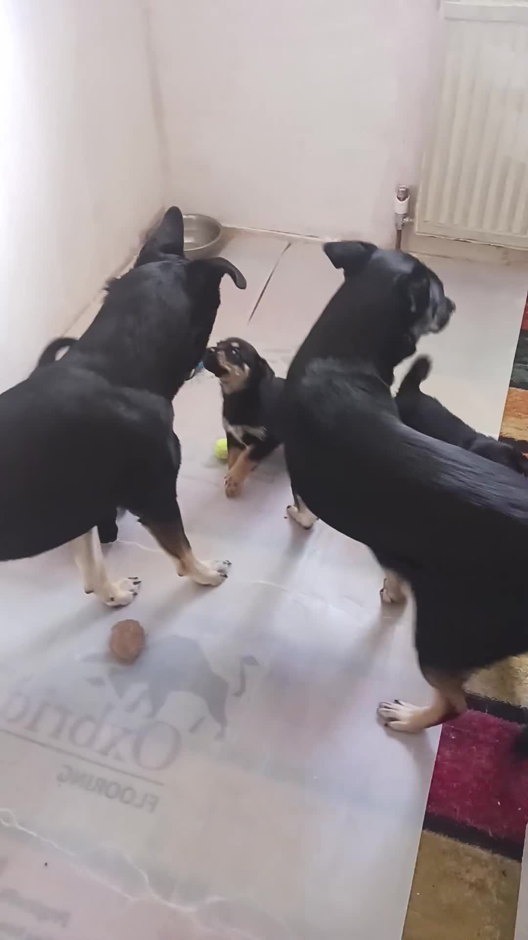 Mixed Breed dogs for sale: Rottsky puppies for sale  - Video 2