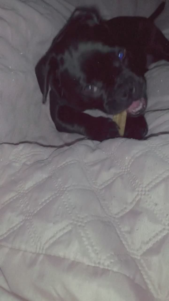 Mixed Breed dogs for sale: mix pocket bully/pug - Video 1
