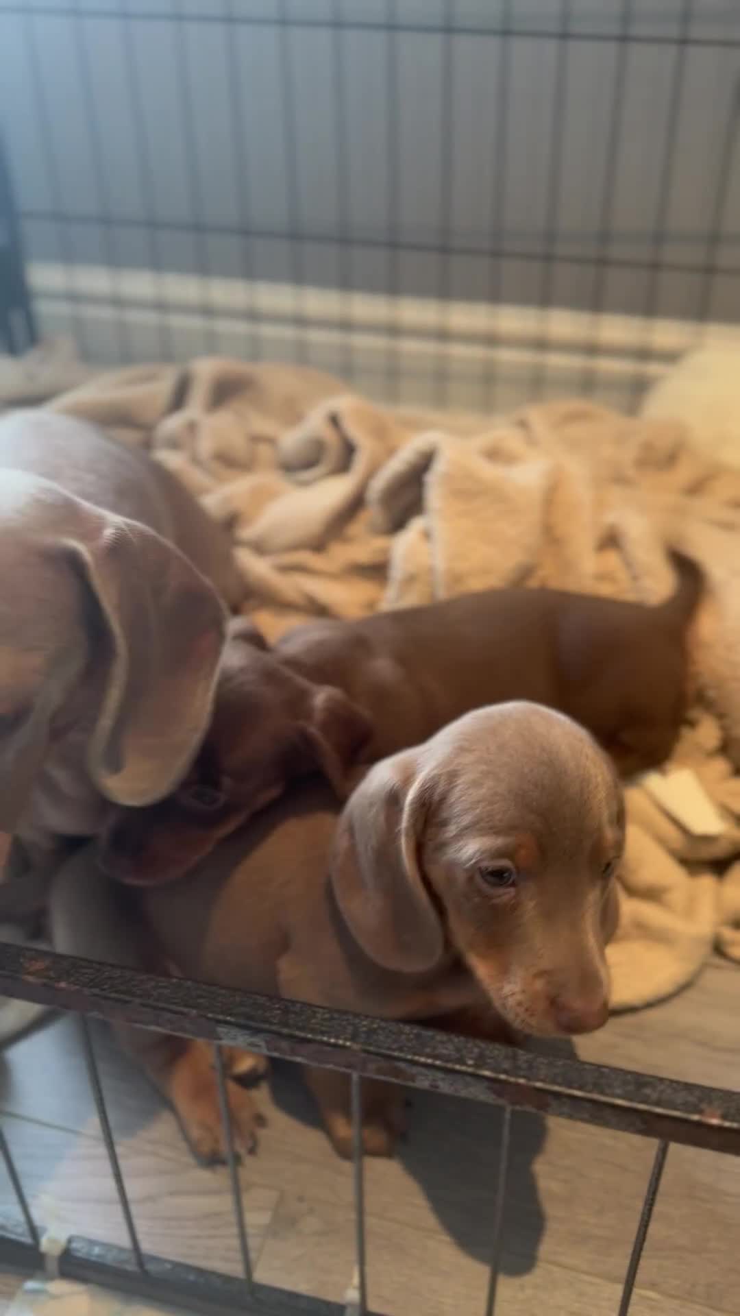 Miniature Dachshund dogs for sale: Ready to leave Mini Dachshund Puppies 🐶🤍  - Video 4