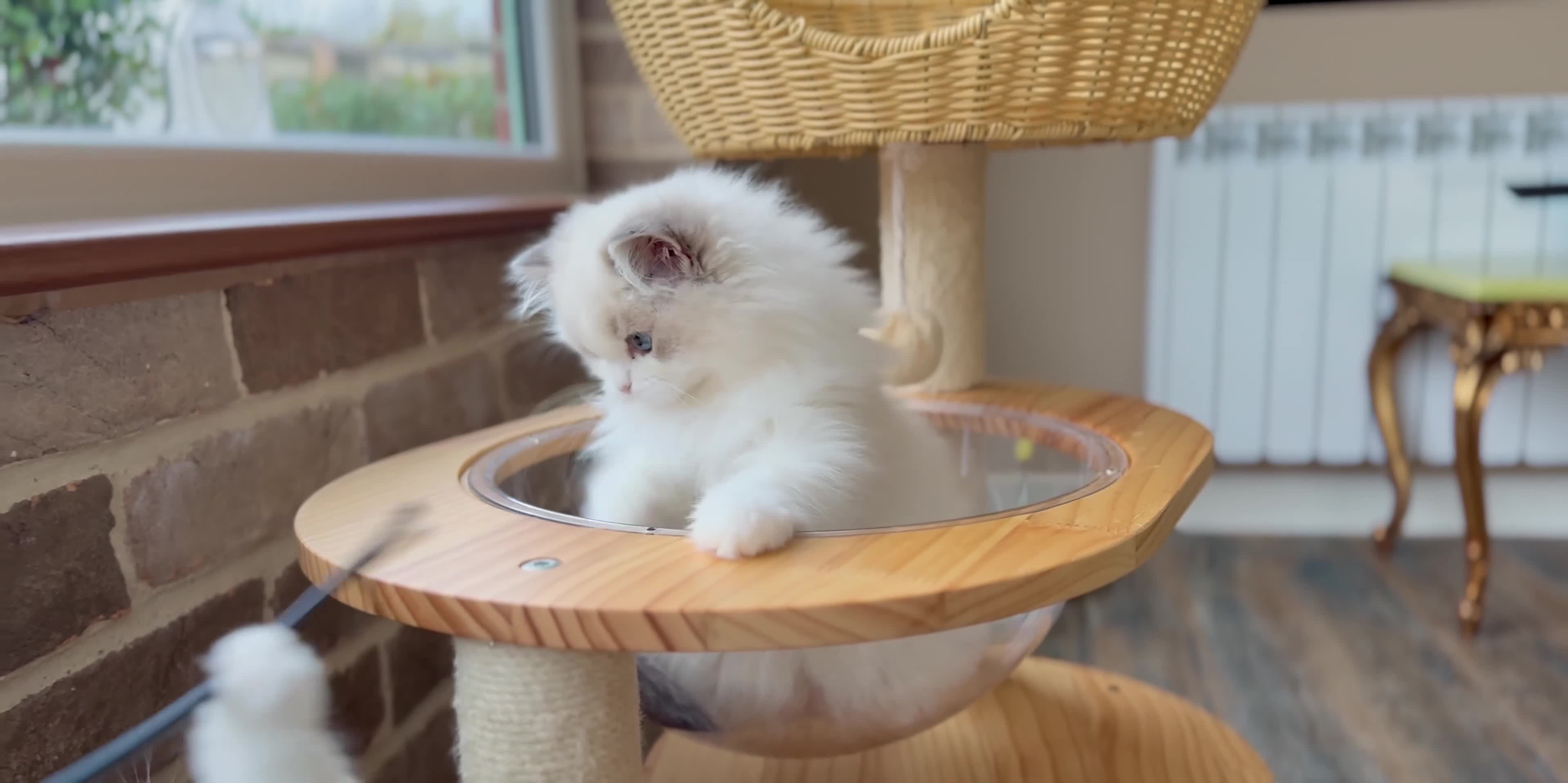 Ragdoll cats for sale: Blue lynx BIC girl  - Video 3