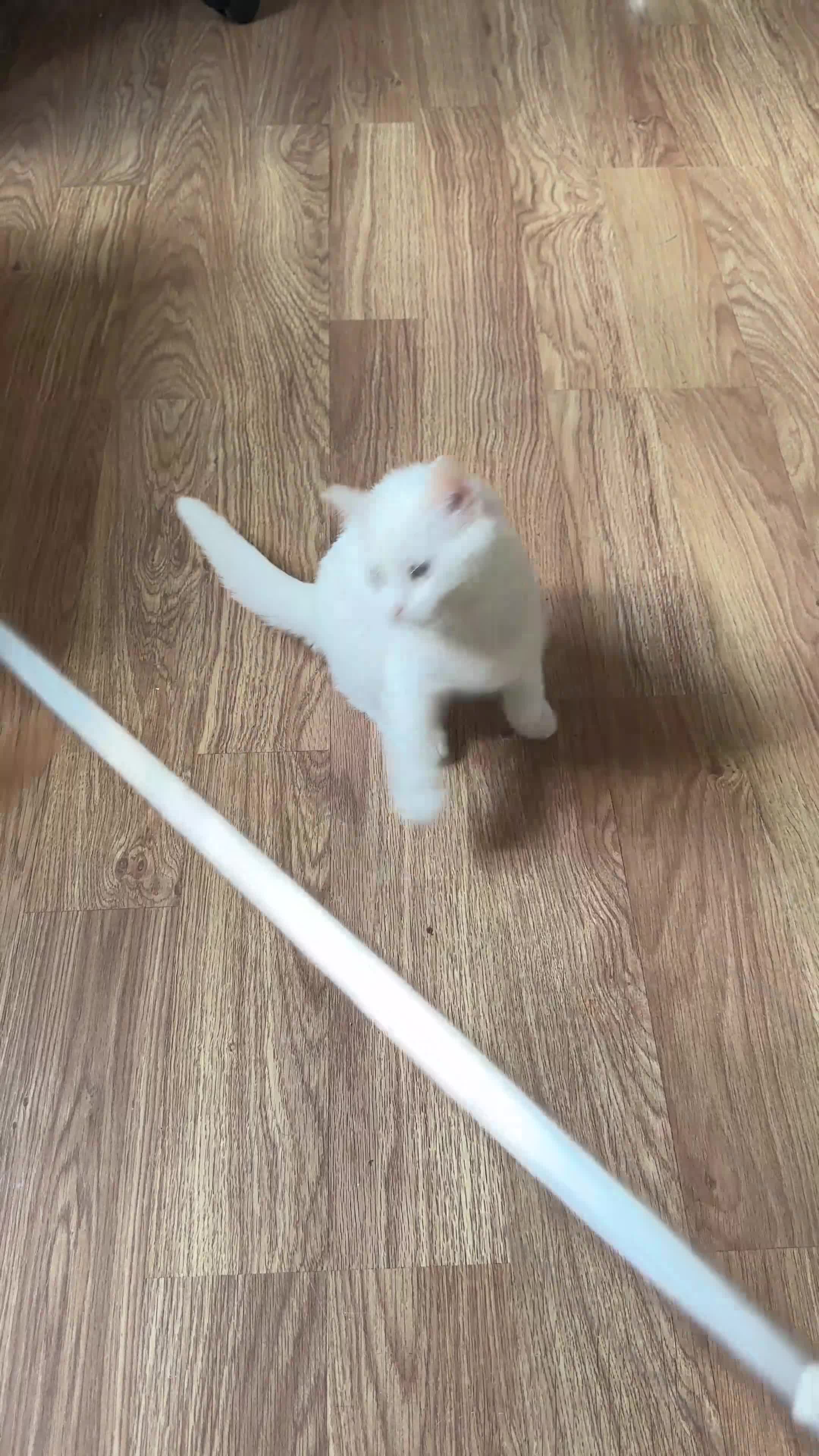 British Shorthair cats for sale: Gorgeous British Longhair & Shorthair Kittens - Video 2